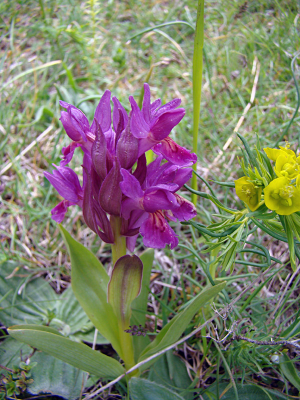 Orchis da determinare